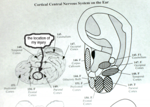 nervous system in the ear