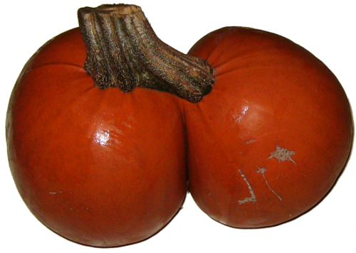 gauri shankar pumpkin
