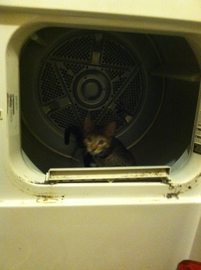 frank in the dryer