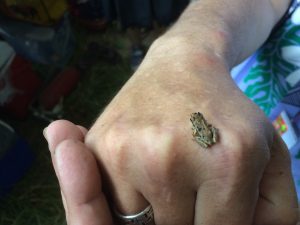 tiny frog with a big attitude