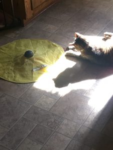 my wonderful pet, Frank Zappa, the cat, innocently playing with a cat toy in a patch of sunlight, like a good kitty...