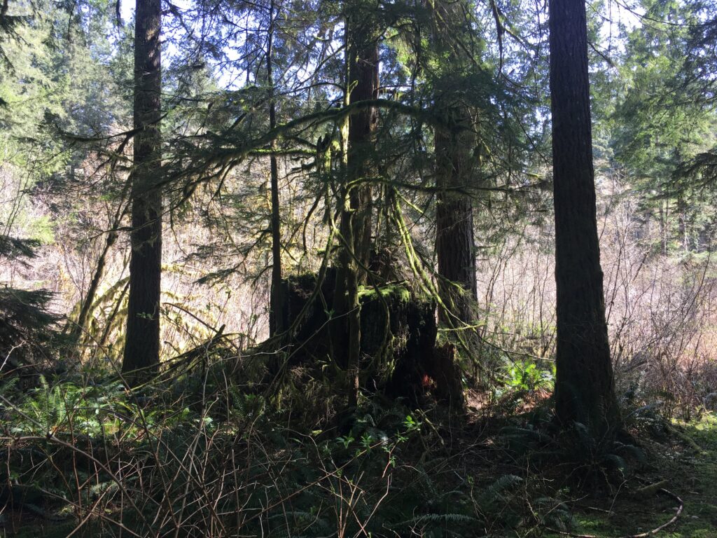 210406 20-foot stump