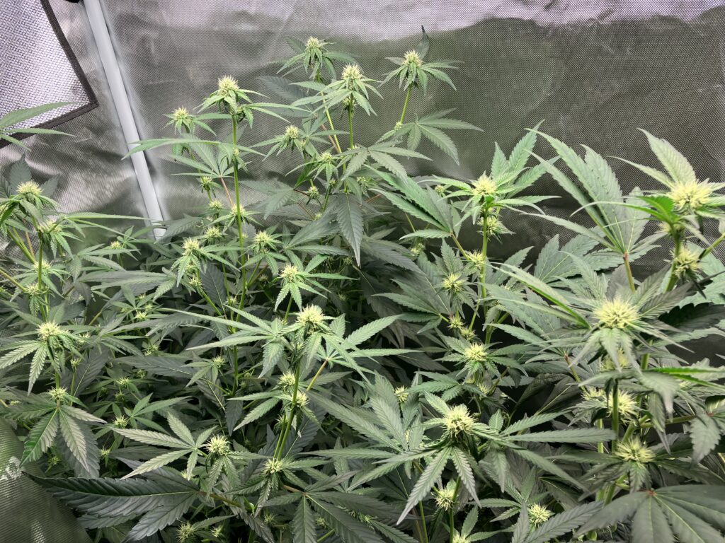 2023-08-2 plants in the grow tent