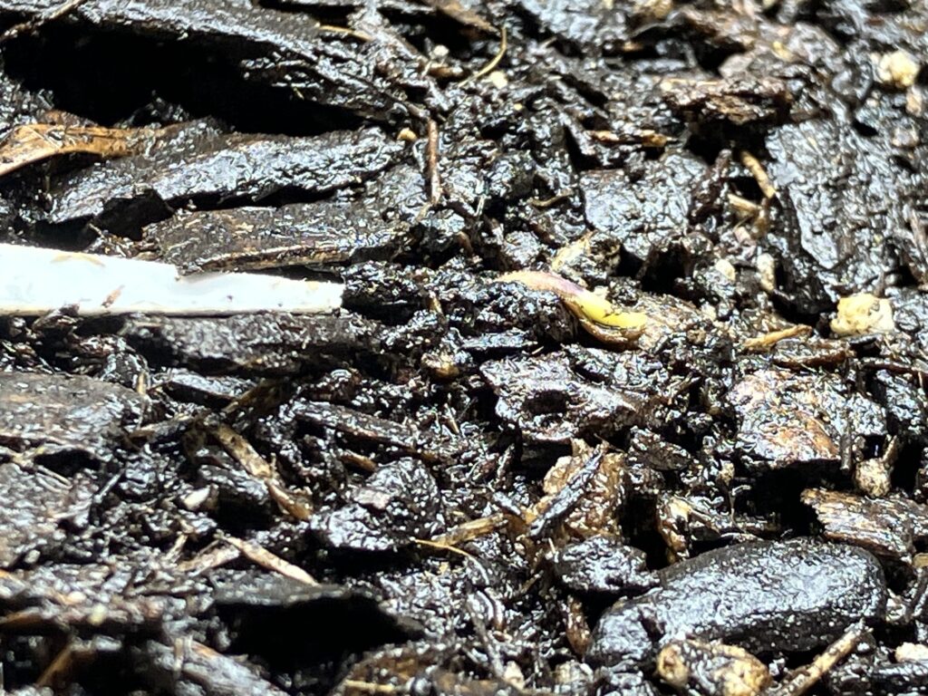 240416 plant 2 -the beginnings of cotyledons