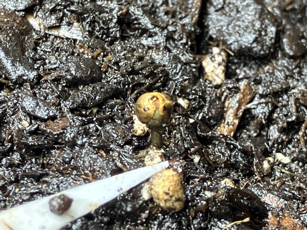 240416 plant 4 - the beginnings of cotyledons