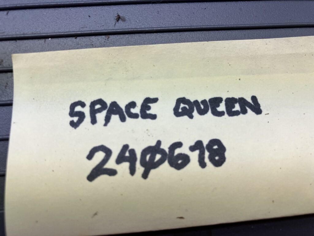240620 space queen after two weeks