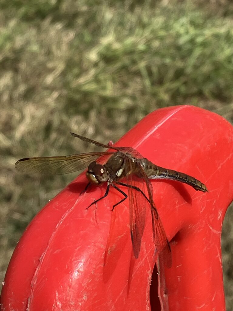 240711 google lens says that this is a varigated meadowhawk, but i'm not certain