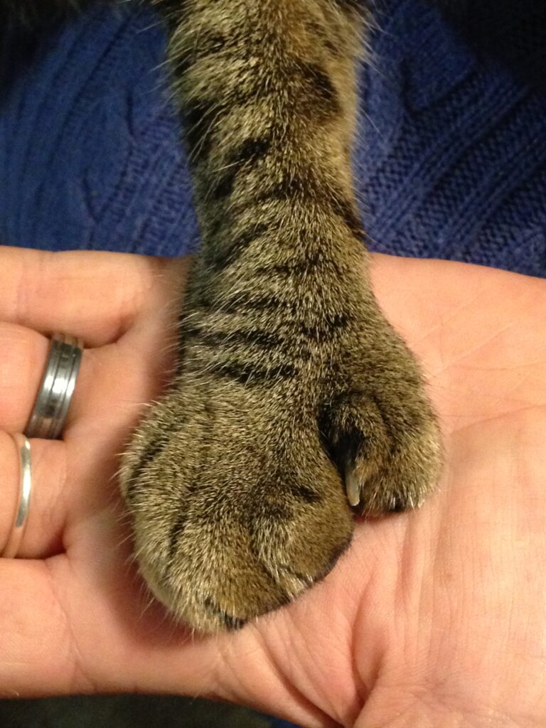 150523 frank zappa (the cat)'s right front paw